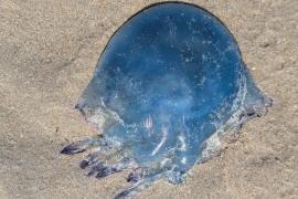 Нашествие медуз вынудило остановить работу крупнейшей АЭС во Франции