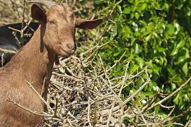 Каталонские козы создают естественные барьеры от пожаров