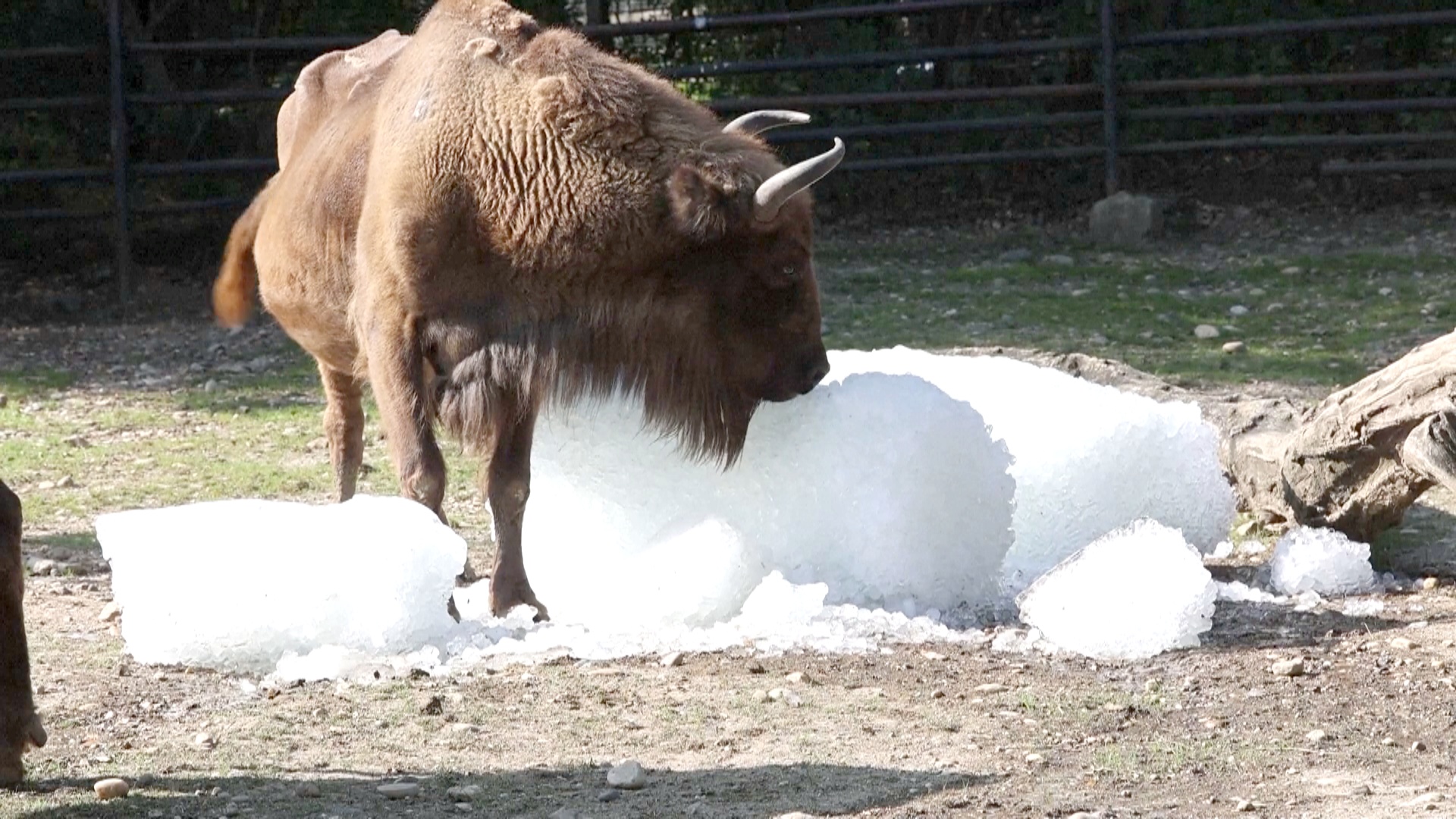 В Пражском зоопарке животным помогают охладиться в 35-градусную жару В Пражском зоопарке животным помогают охладиться в 35-градусную жару
