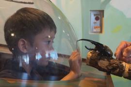 В Японии детей знакомят с миром насекомых, пробуждая интерес к природе