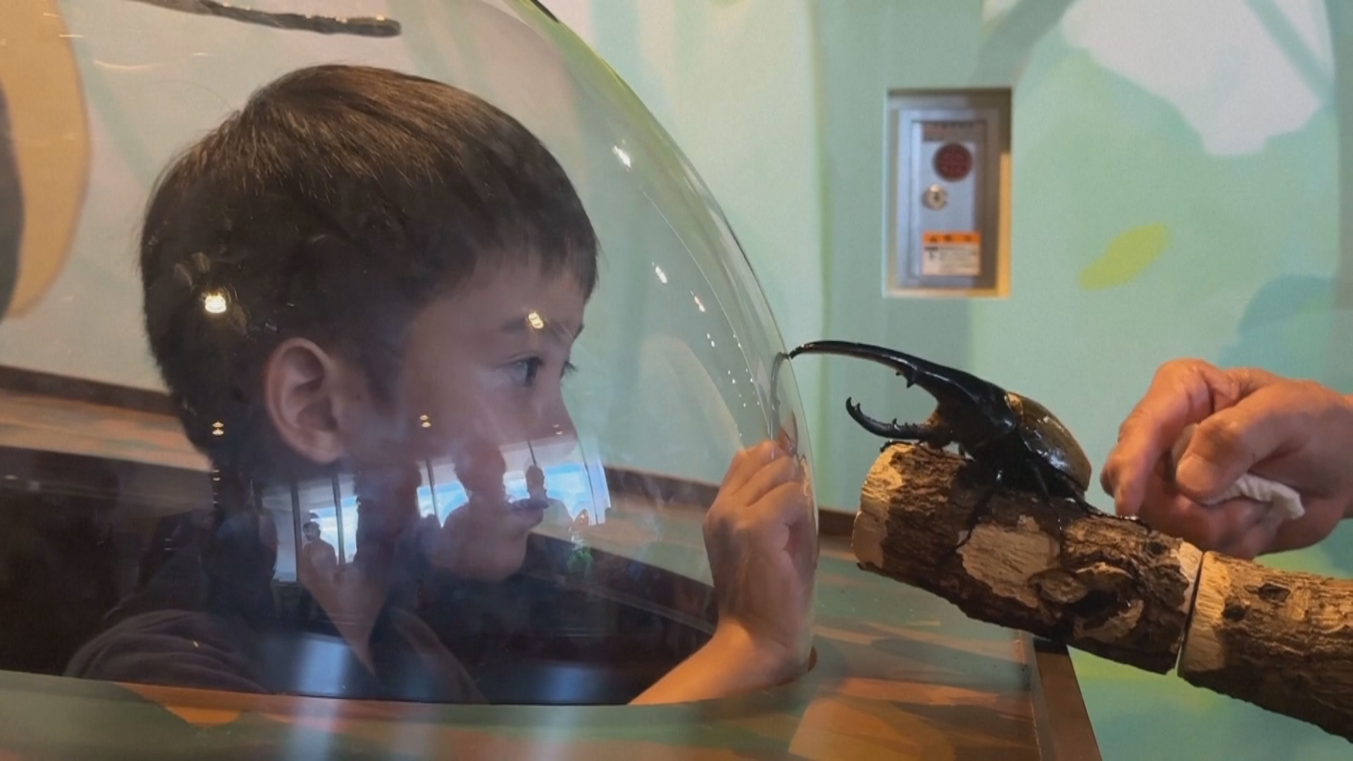 В Японии детей знакомят с миром насекомых, пробуждая интерес к природе