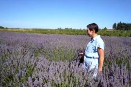 Жара на пользу: польские фермеры переходят на выращивание лаванды