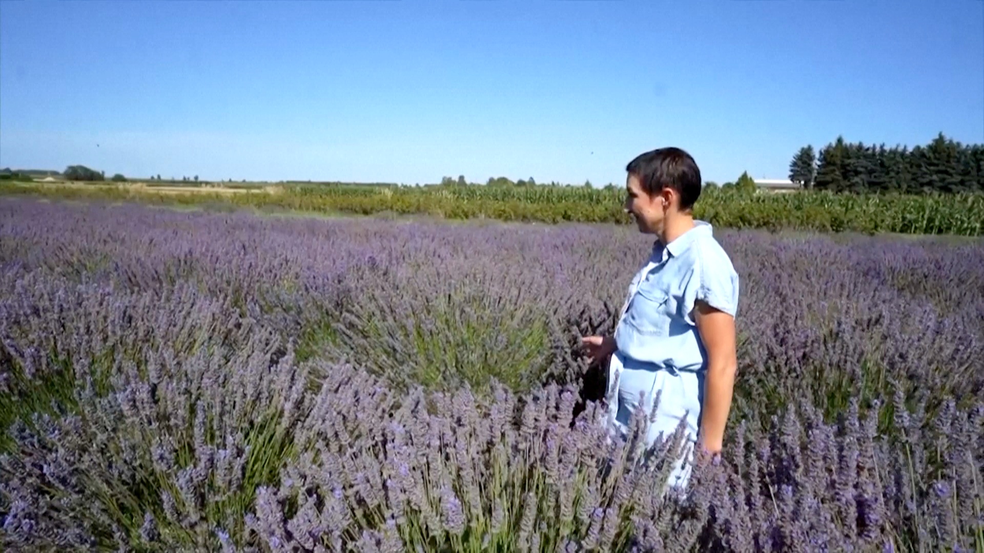 Жара на пользу: польские фермеры переходят на выращивание лаванды Жара на пользу: польские фермеры переходят на выращивание лаванды