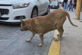 Бездомная толстая собака стала достопримечательностью мексиканского города