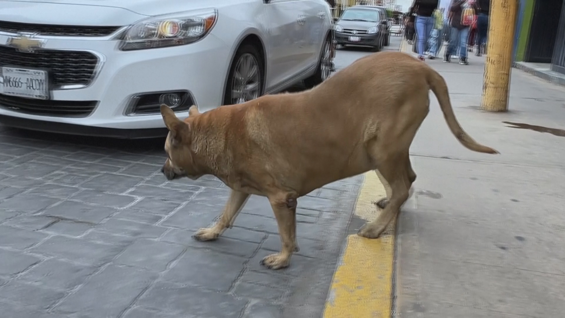 Бездомная толстая собака стала достопримечательностью мексиканского города Бездомная толстая собака стала достопримечательностью мексиканского города