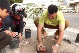 Иракский волонтёр выращивает саженцы деревьев и раздаёт их людям