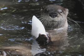 Экскременты пролили свет на образ жизни скрытных речных выдр