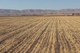 Худшая за 36 лет засуха в Сирии: урожай пшеницы сократился на 40%