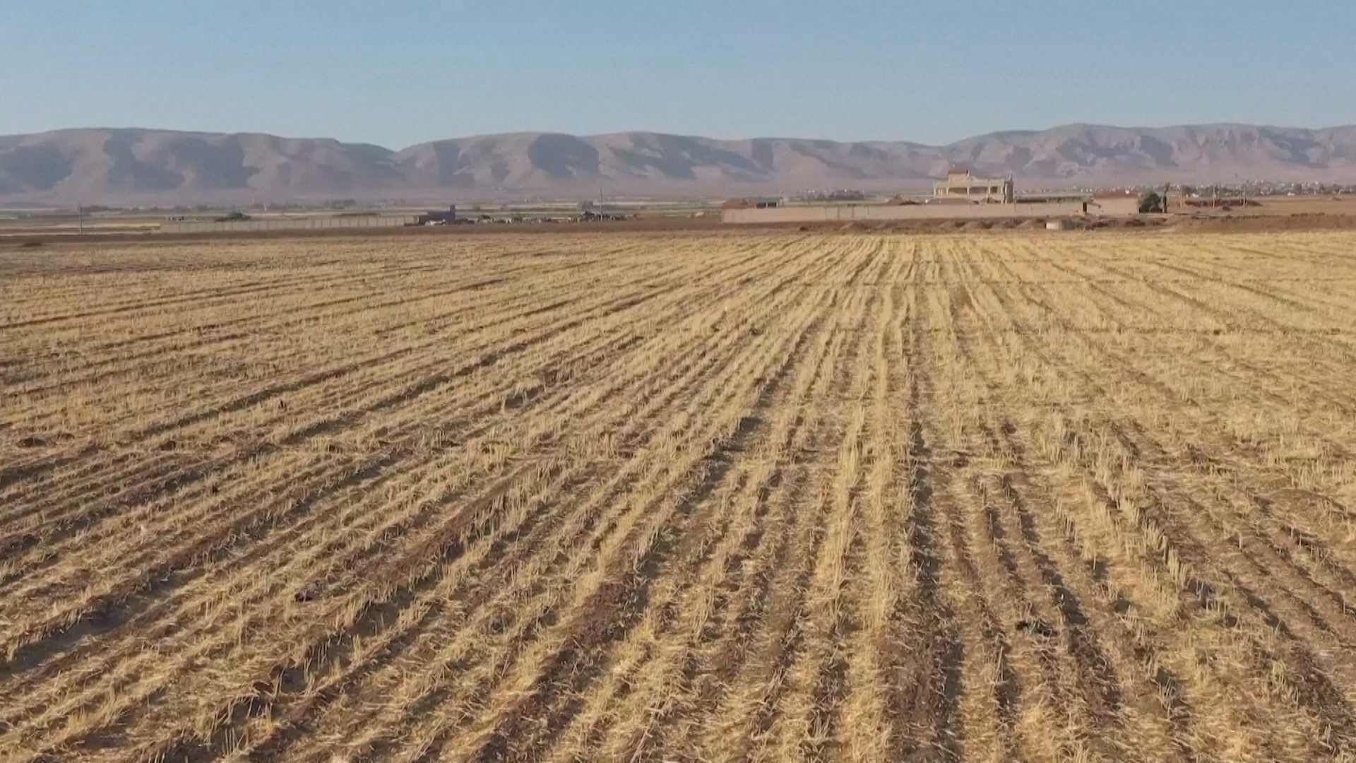 Худшая за 36 лет засуха в Сирии: урожай пшеницы сократился на 40%