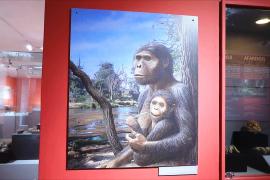 Австралопитека Люси возрастом 3,2 млн лет впервые выставят в Европе