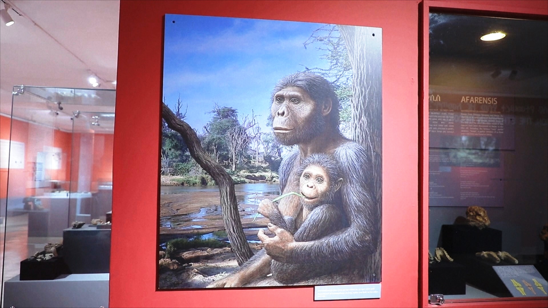 Австралопитека Люси возрастом 3,2 млн лет впервые выставят в Европе Австралопитека Люси возрастом 3,2 млн лет впервые выставят в Европе