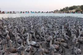 Тысячи фламинго после двух лет засухи вернулись в лагуну на юге Испании