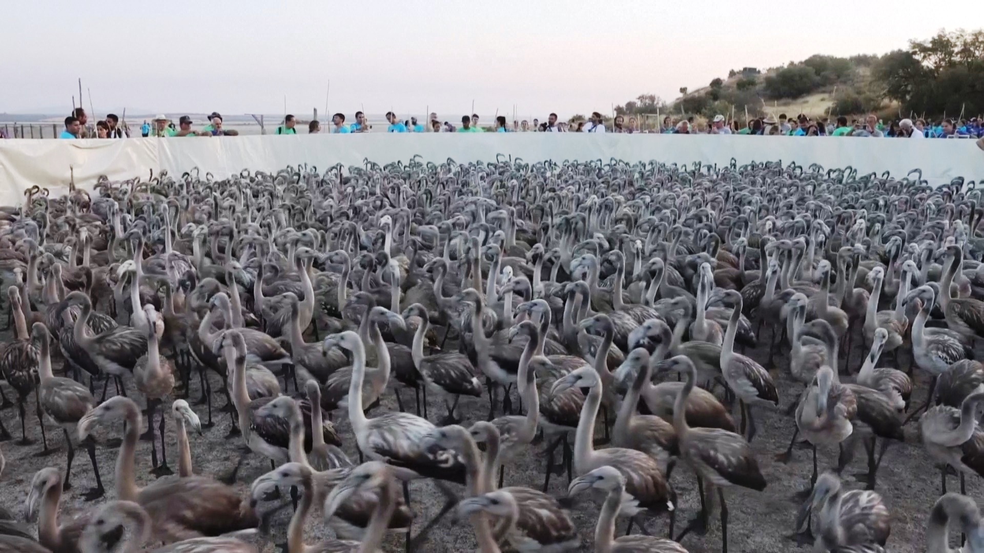 Тысячи фламинго после двух лет засухи вернулись в лагуну на юге Испании Тысячи фламинго после двух лет засухи вернулись в лагуну на юге Испании
