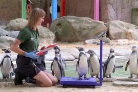 День взвешивания: как питомцев Лондонского зоопарка заманивают на весы