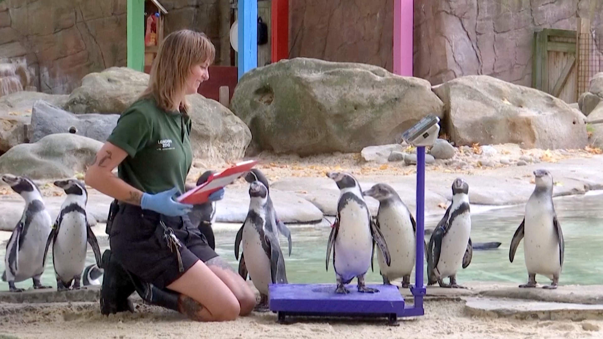 День взвешивания: как питомцев Лондонского зоопарка заманивают на весы