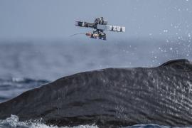 Учёные установили метки на кашалотов с помощью дронов