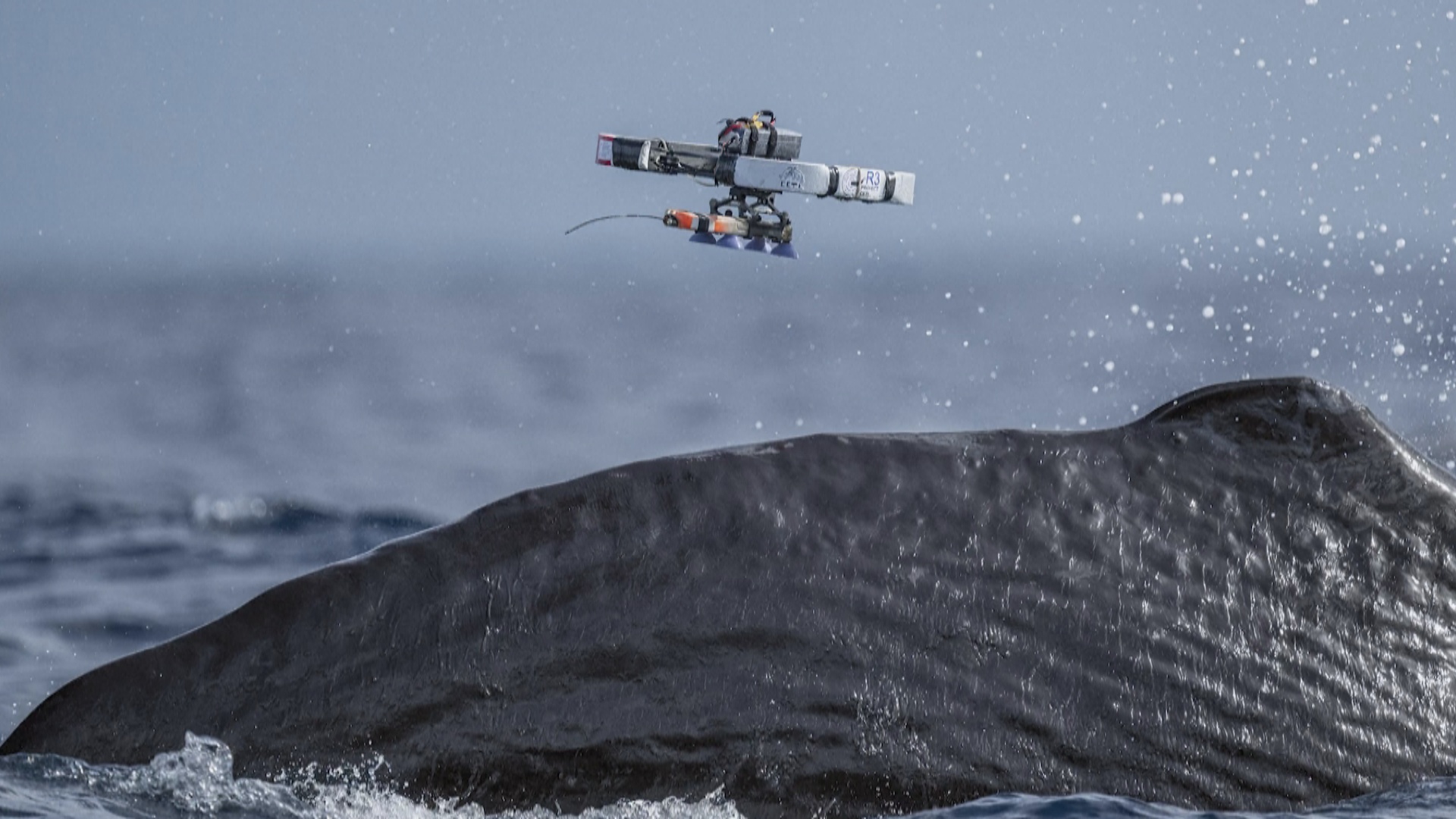 Учёные установили метки на кашалотов с помощью дронов