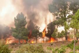 «Очень страшно»: лесные пожары бушуют в центральной части Португалии