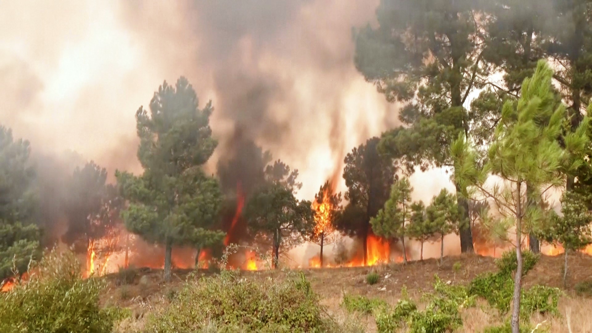 «Очень страшно»: лесные пожары бушуют в центральной части Португалии «Очень страшно»: лесные пожары бушуют в центральной части Португалии