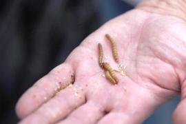 Сербские учёные надеются, что мучные черви помогут избавиться от пластиковых отходов