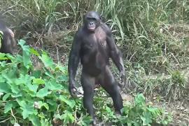 Обезьяна-бонобо показала умение отслеживать людей