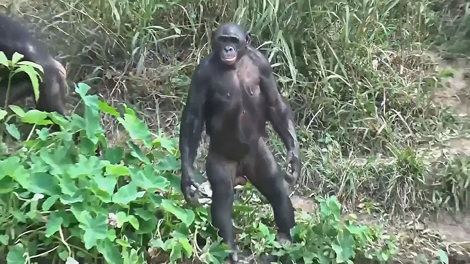 Обезьяна-бонобо показала умение отслеживать людей