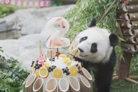 Панда Катюша в Московском зоопарке отметила второй день рождения