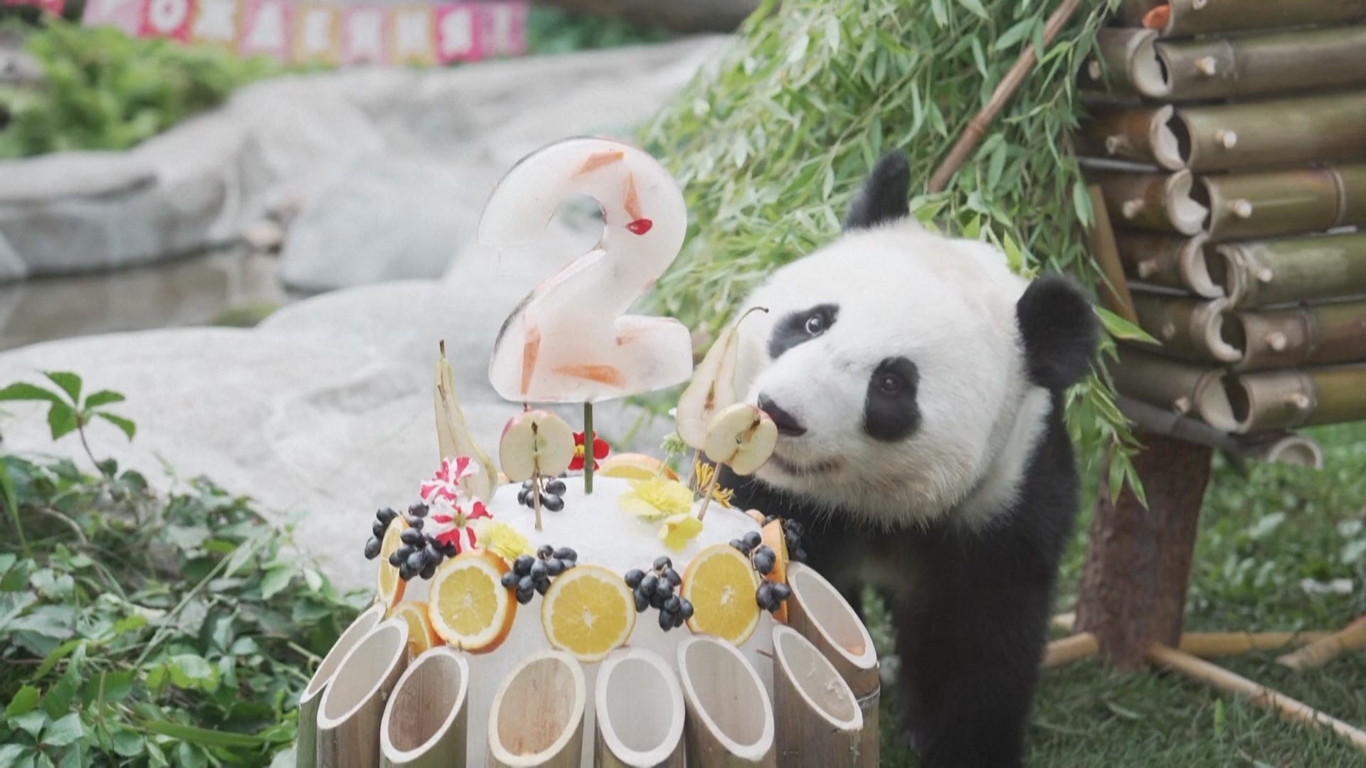 Панда Катюша в Московском зоопарке отметила второй день рождения Панда Катюша в Московском зоопарке отметила второй день рождения