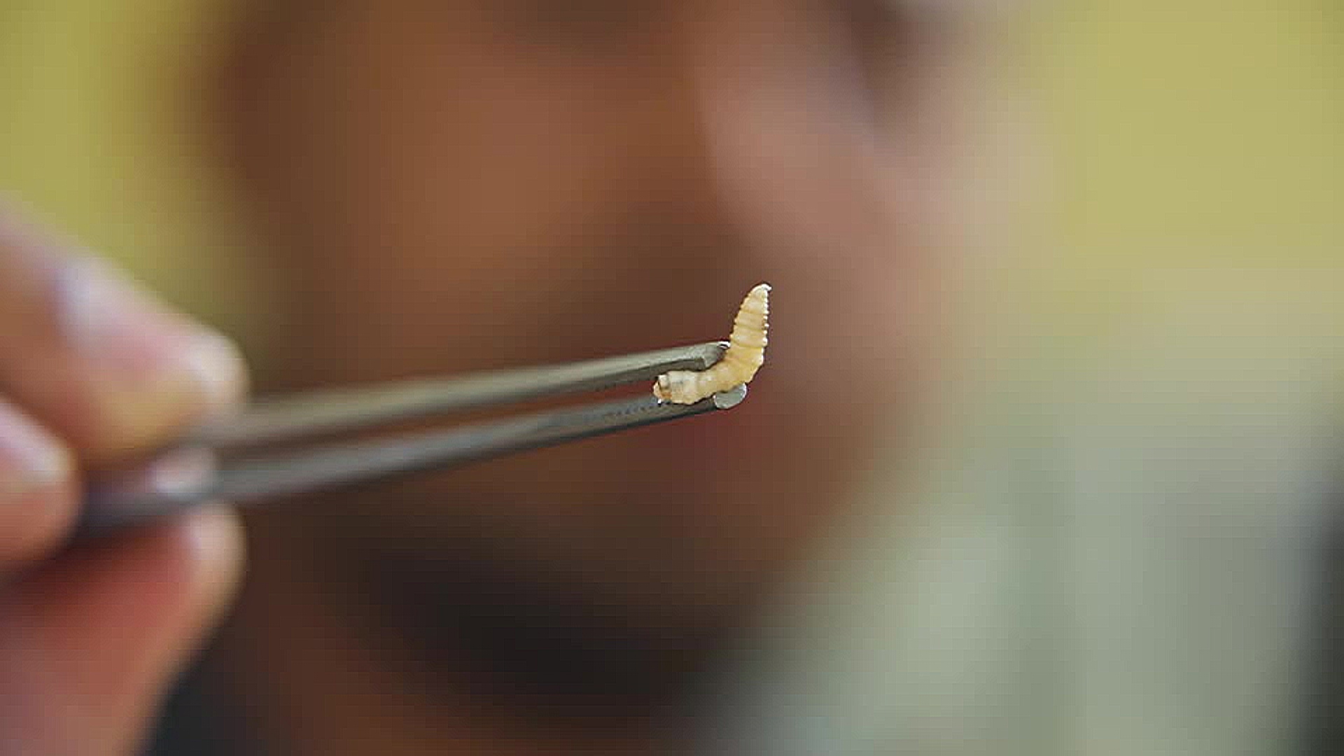 В Мэриленде зафиксирован первый в этом году случай заражения человека мясной мухой