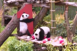 Панды Лени и Лотти отмечают первый день рождения в Берлинском зоопарке
