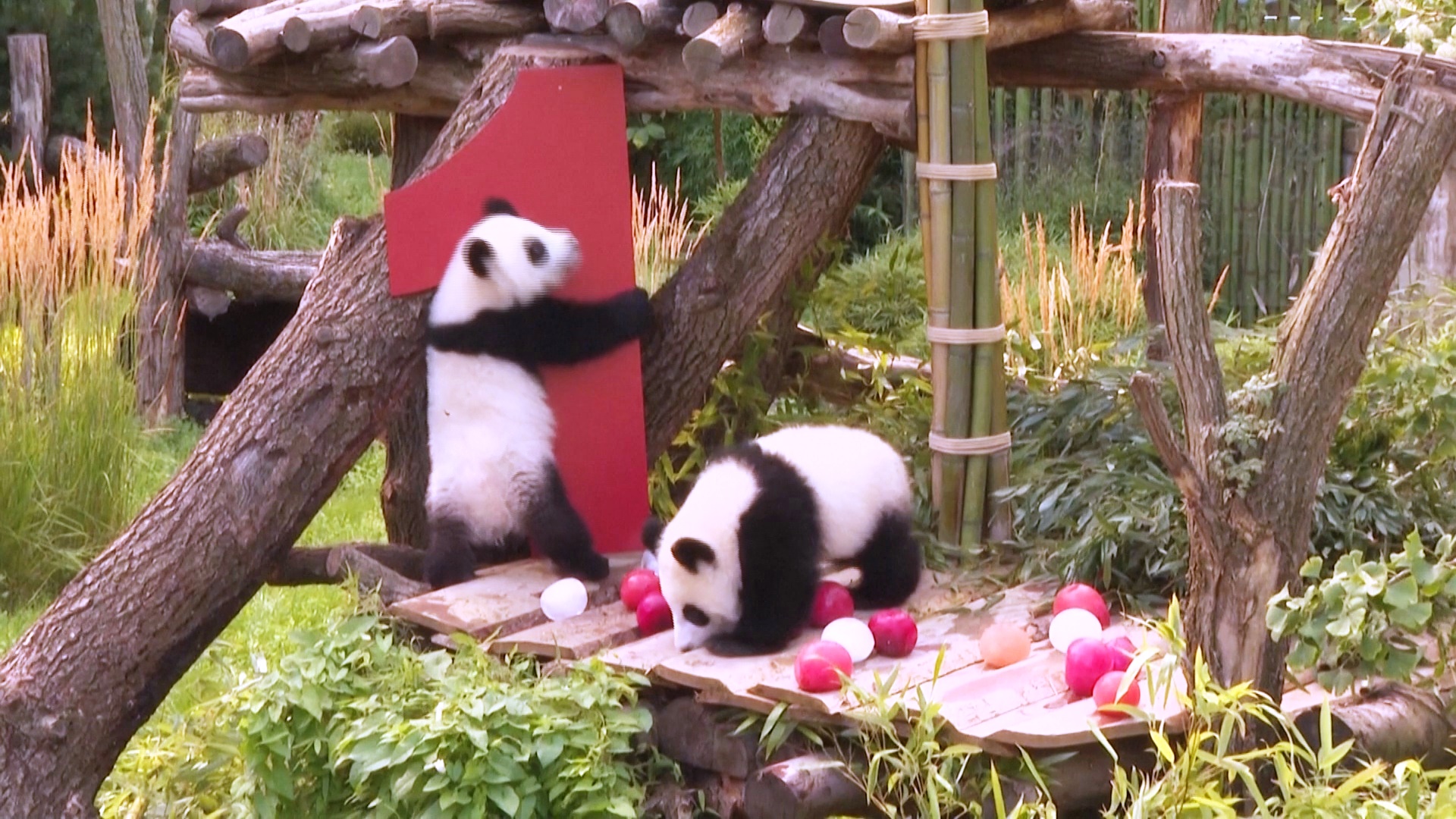 Панды Лени и Лотти отмечают первый день рождения в Берлинском зоопарке Панды Лени и Лотти отмечают первый день рождения в Берлинском зоопарке