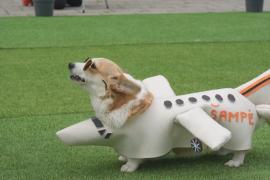 Скорость и стиль: десятки корги поучаствовали в состязаниях в Литве