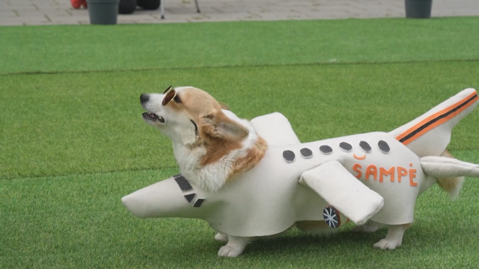 Скорость и стиль: десятки корги поучаствовали в состязаниях в Литве