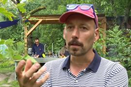 Монастырский сад XXI века: о силе трав напоминает людям житель Берлина