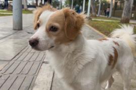 В Перу объявили культурным наследием древнюю породу собак чирибайя