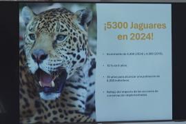 В Мексике растёт популяция ягуаров