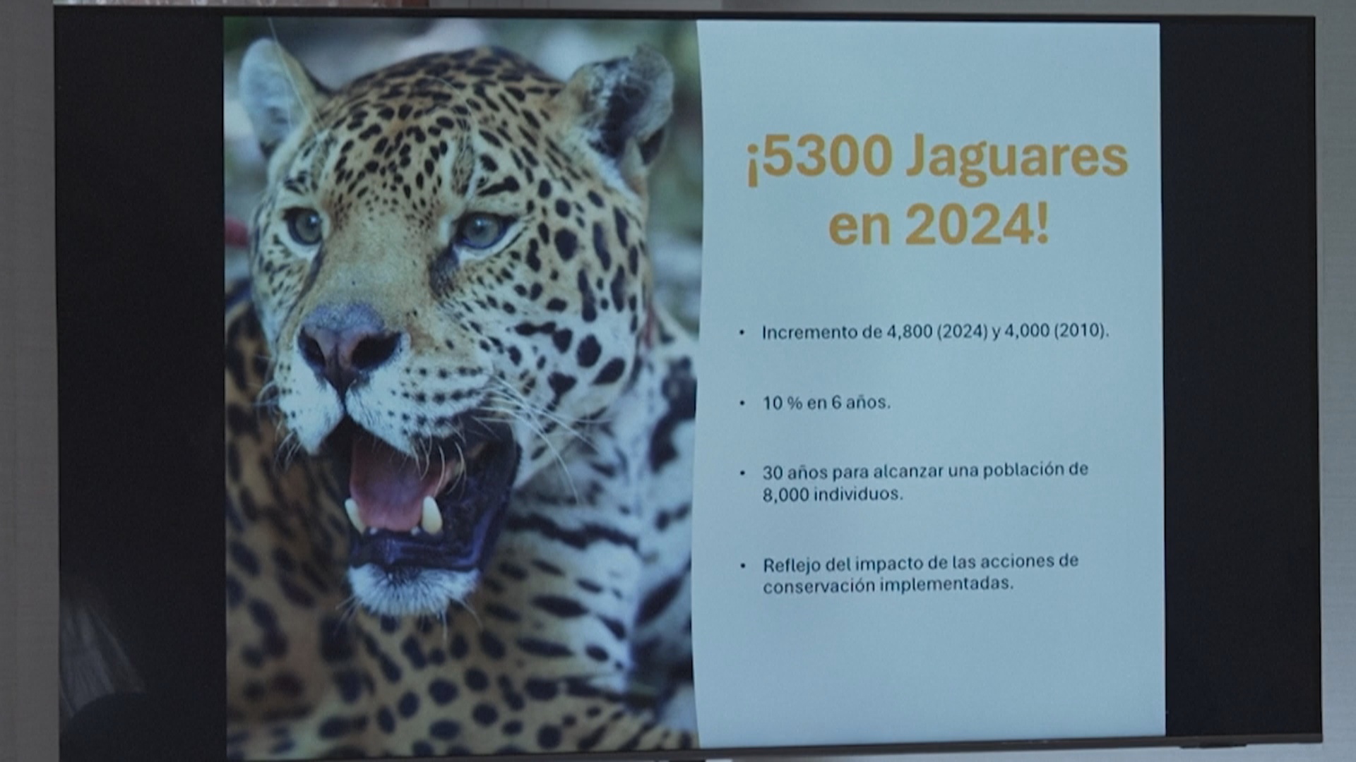 В Мексике растёт популяция ягуаров В Мексике растёт популяция ягуаров