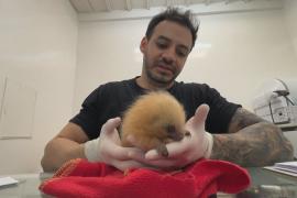 Как в Рио-де-Жанейро спасают диких животных после ДТП и незаконной торговли