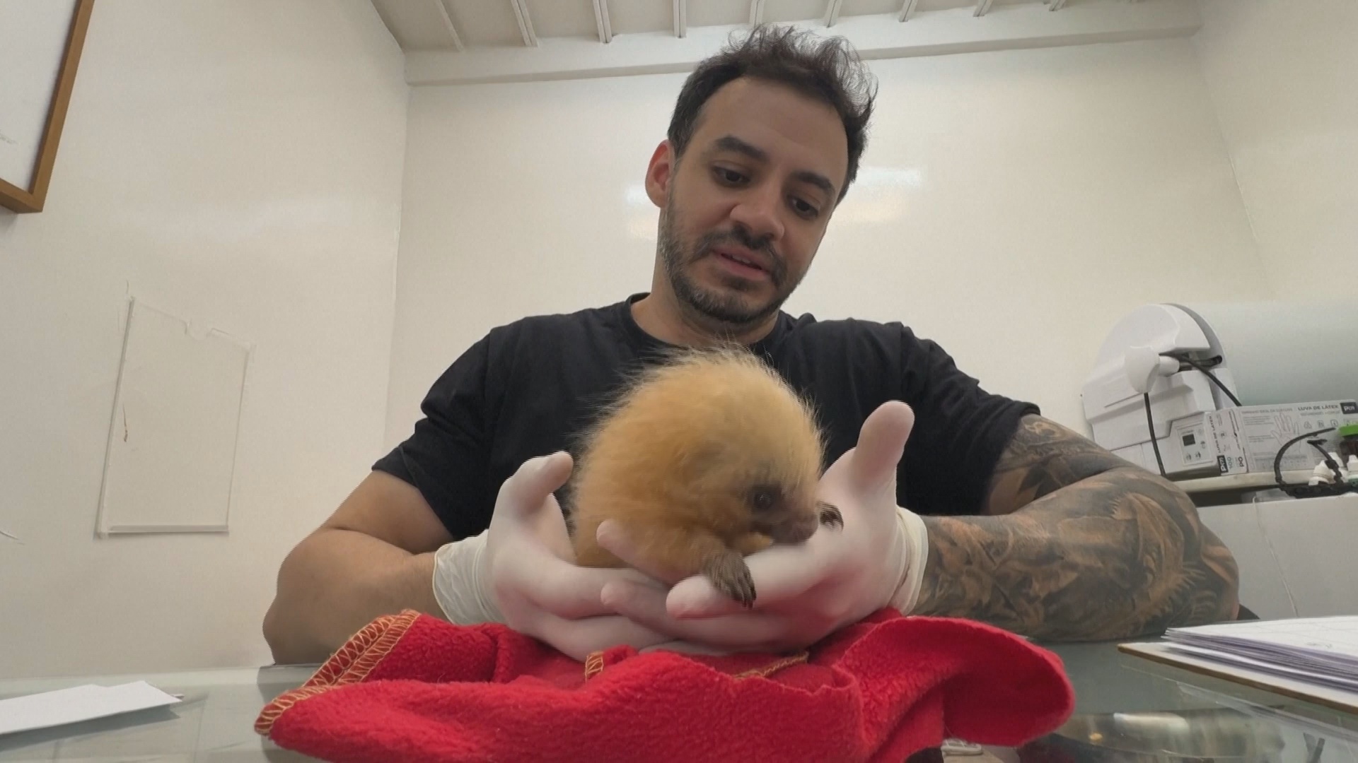 Как в Рио-де-Жанейро спасают диких животных после ДТП и незаконной торговли Как в Рио-де-Жанейро спасают диких животных после ДТП и незаконной торговли