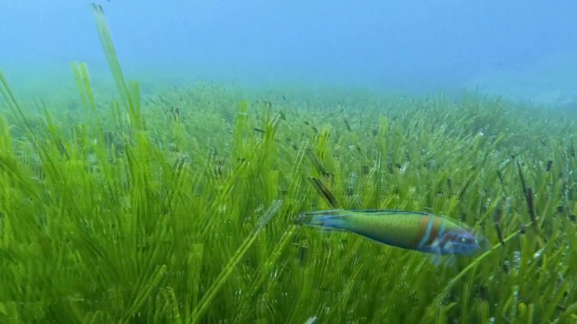 Как морские водоросли защищают побережье Средиземного моря Как морские водоросли защищают побережье Средиземного моря