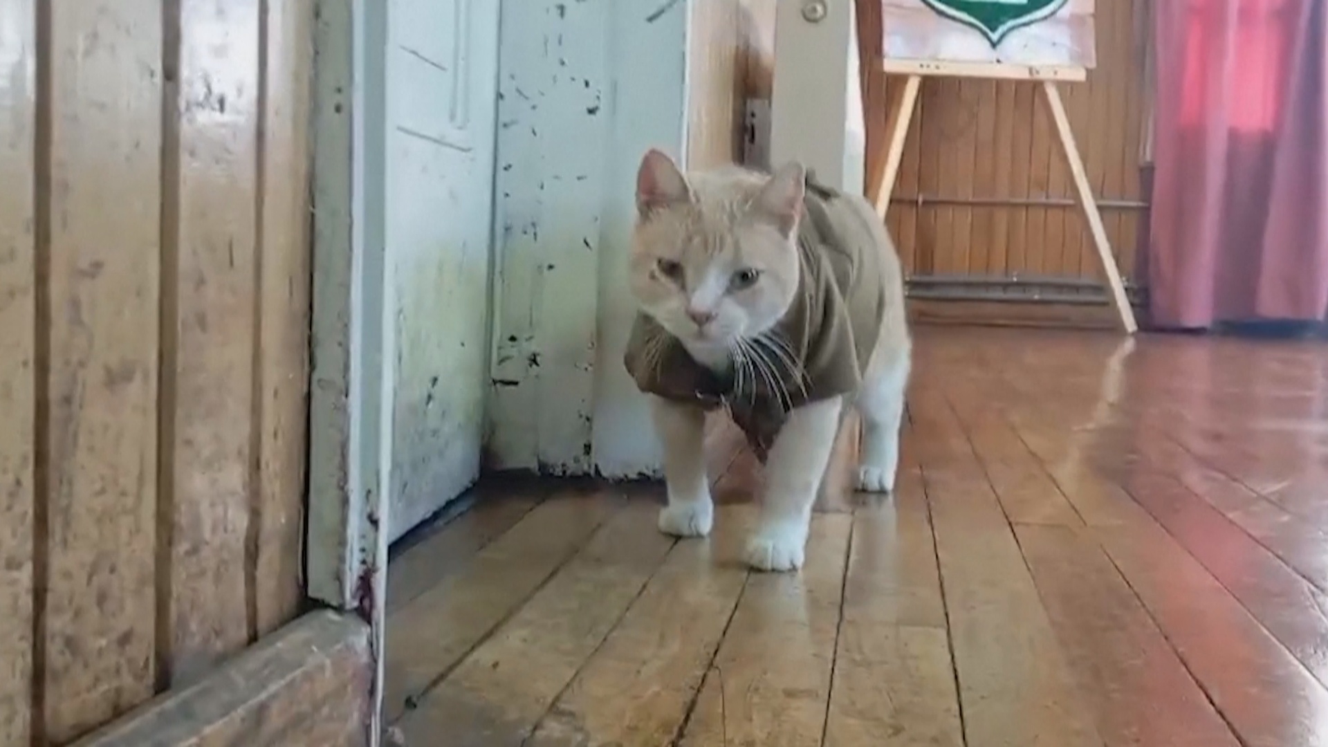 Полицейский кот Наруто стал талисманом полицейского участка в Чили