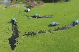 Водяным сорняком затянуло поверхность крупнейшего водохранилища Сальвадора