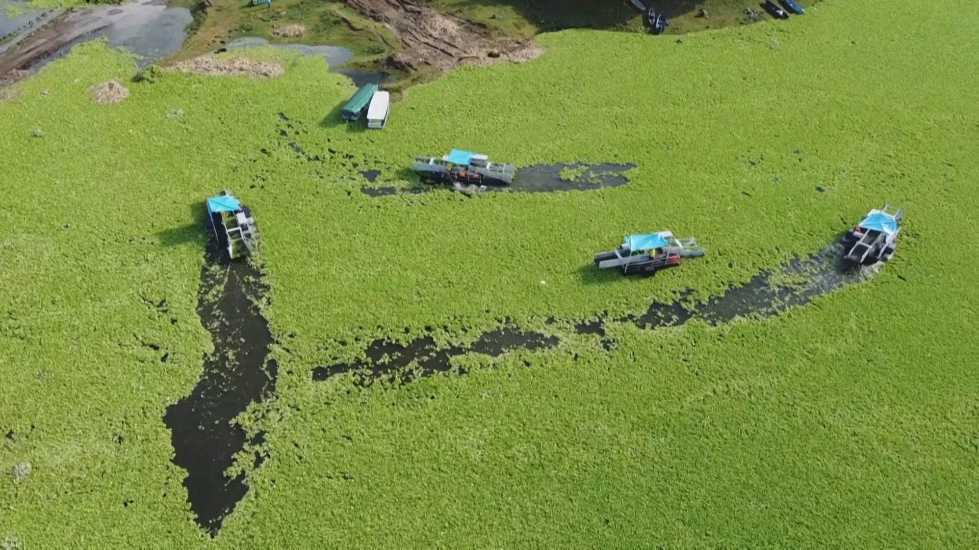 Водяным сорняком затянуло поверхность крупнейшего водохранилища Сальвадора Водяным сорняком затянуло поверхность крупнейшего водохранилища Сальвадора