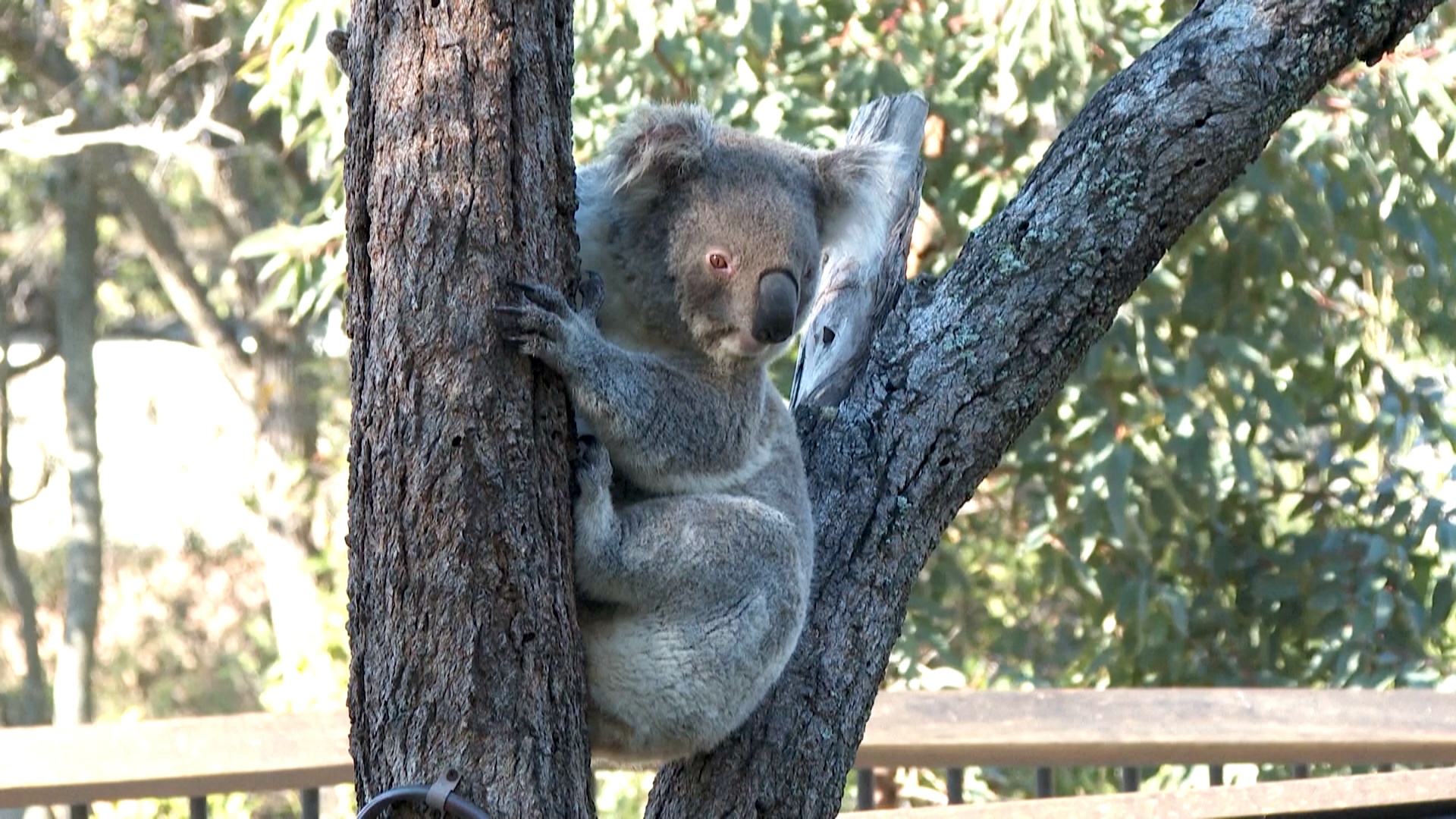 В Австралии создадут национальный парк «Великая коала»