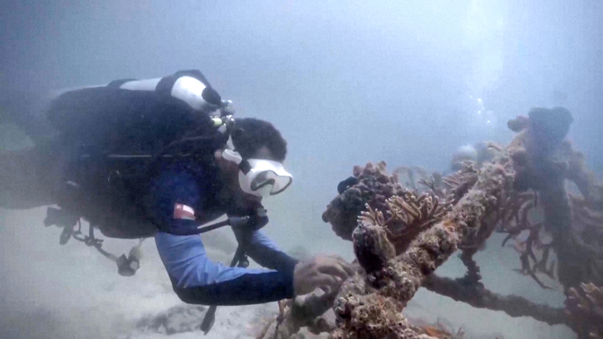 Дайверы высадили кораллы у полуострова Мусандам в Омане Дайверы высадили кораллы у полуострова Мусандам в Омане