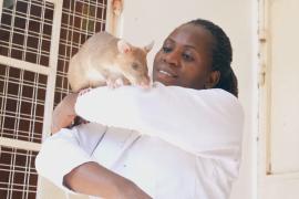 Как крысы-герои из Африки спасают людей от мин и болезней