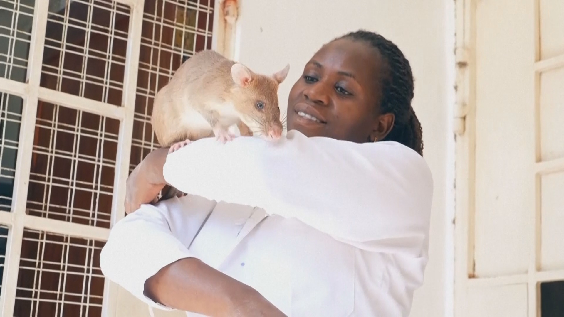 Как крысы-герои из Африки спасают людей от мин и болезней Как крысы-герои из Африки спасают людей от мин и болезней