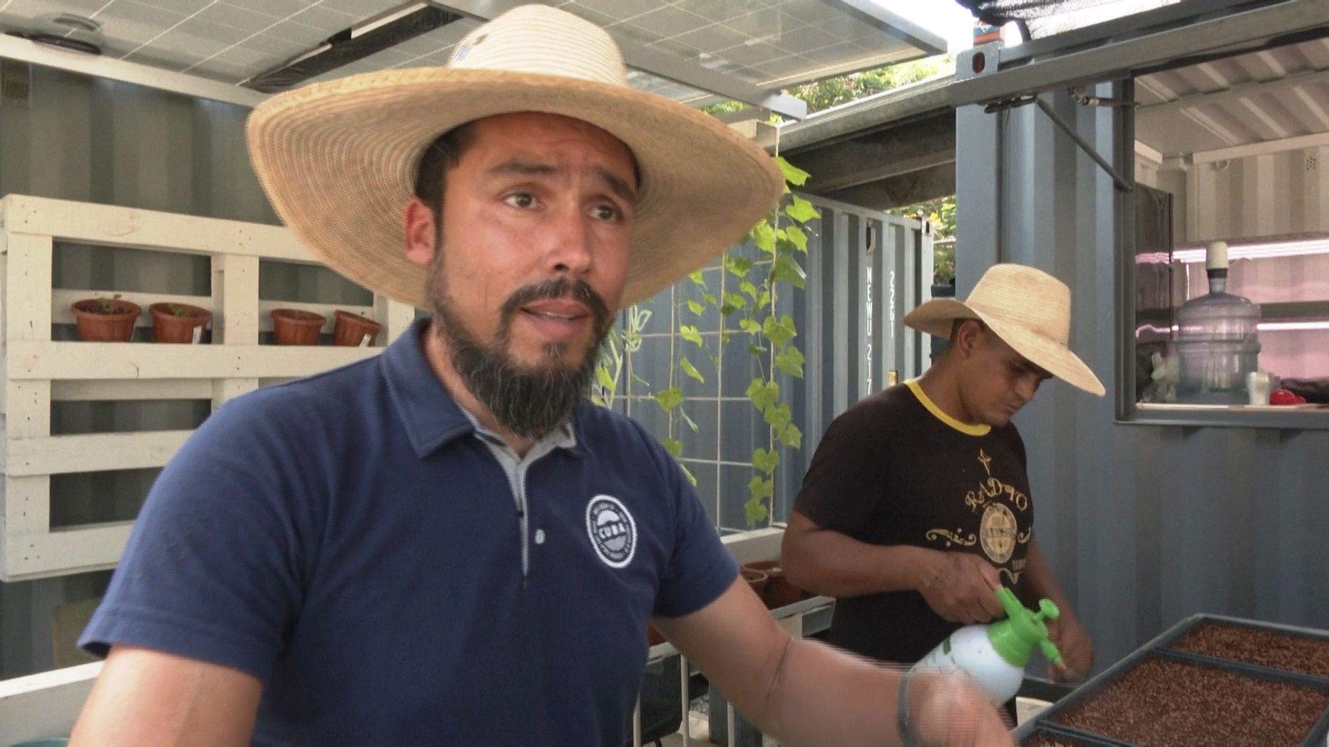 Кубинский стартап выращивает микрозелень и мечтает помочь людям Кубинский стартап выращивает микрозелень и мечтает помочь людям