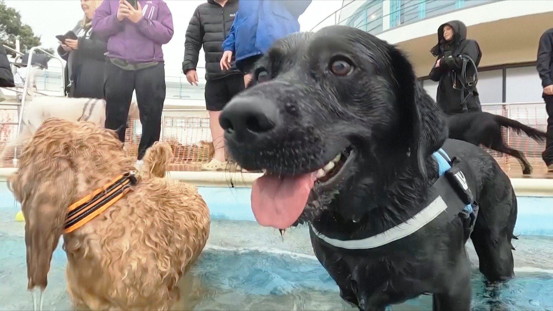 Поплавать в бассейне с собаками можно в британском городе