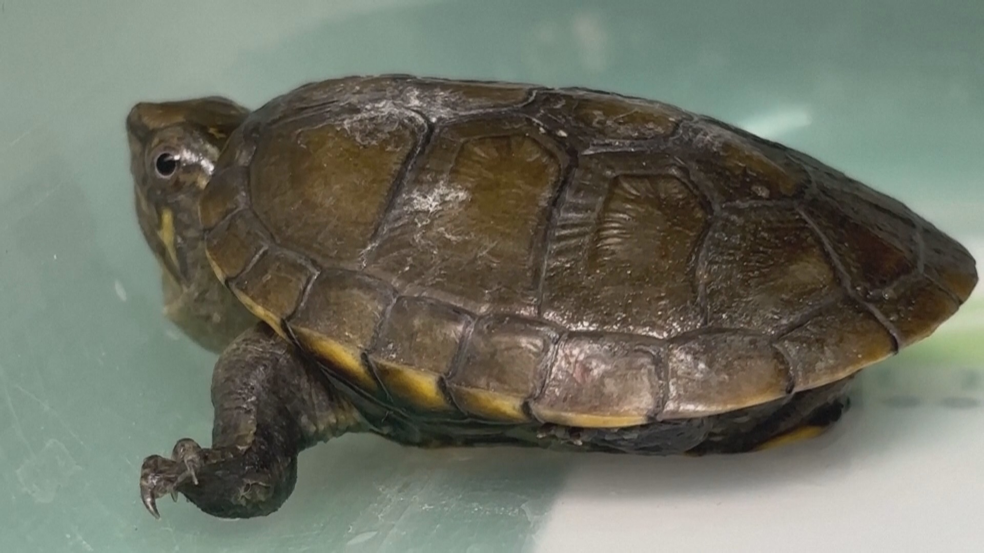 Самая маленькая пресноводная черепаха в мире родилась в зоопарке Мексики Самая маленькая пресноводная черепаха в мире родилась в зоопарке Мексики